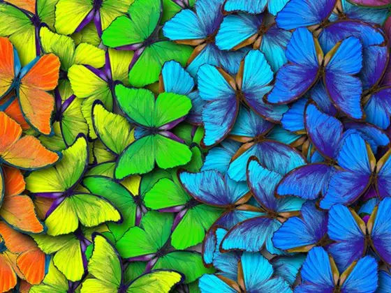 Butterfly - Diamond Art Kit – Paint by Diamonds